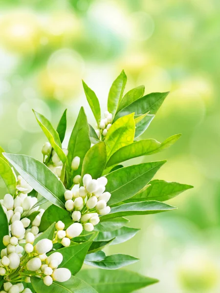 Orange tree flowers on the blurred garden vertical background. Neroli blossom. White buds and green leaves.