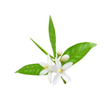 Turuncu çiçek vektör illüstrasyonu