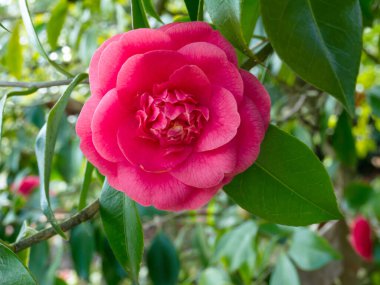Pembe kamelya şakayığı ya da zarafetler bahçede tarım bitkisi oluşturur. Japon tsubaki çiçeği. Kış gülü.