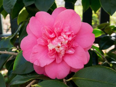 Bahçede soluk pembe kamelya anemonu ya da zarafetler yetişiyor. Japon tsubaki çiçeği. Kış gülü.