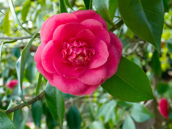 庭には ピンクの椿のアネモネやエレゲンが栽培植物を形成します 日本の椿の花 冬のバラ — ストック写真