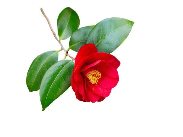 Kamelia Merah Japonica Bunga Semi Ganda Dan Daun Terisolasi Pada — Stok Foto