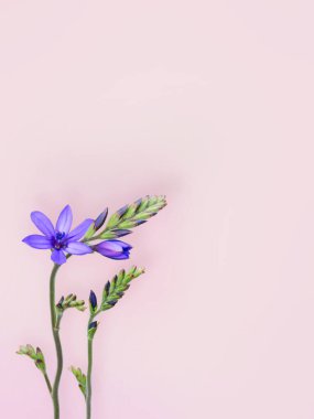 Mavi frezya ya da Babiana bölge çiçekleri ve pembe arka planda tomurcuklar. Babun bitkisi. Çiçekli masaüstü. Tonu ayarlanmış resim.