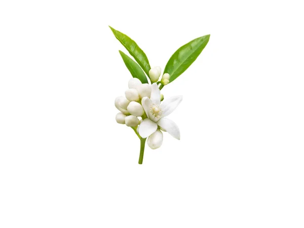 Brunch Neroli Com Flores Perfumadas Brancas Botões Folhas Isoladas Branco — Fotografia de Stock