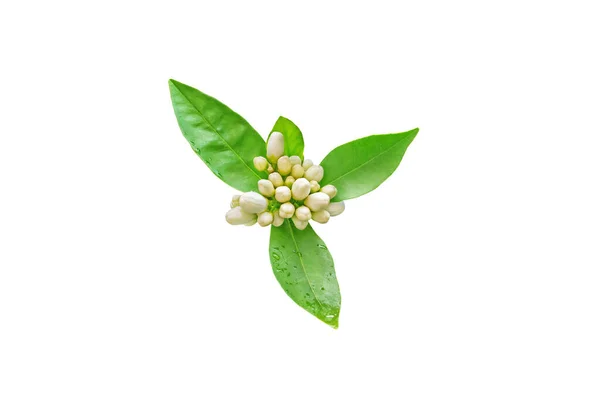 Neroli Flores Brotos Folhagem Verde Com Gotas Chuva Isolado Branco — Fotografia de Stock
