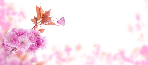 Ветка Сакуры Розовыми Цветами Молодыми Листьями Весеннем Размытом Горизонтальном Фоне — стоковое фото