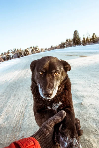 スライかわいい犬 — ストック写真