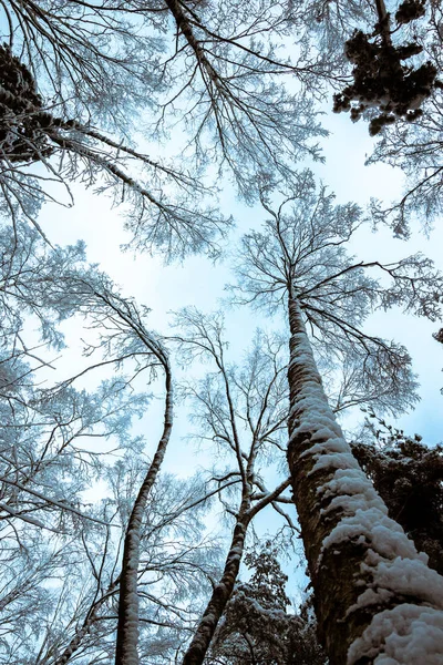 karla kaplı ağaçlar