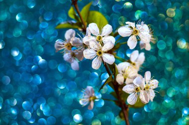 Shimmering Bokeh arka planında kiraz ağacının çiçek açan dalı. Bulanık Arkaplanda Bahar Çiçekleri Beyaz Kiraz Fotoğrafı.