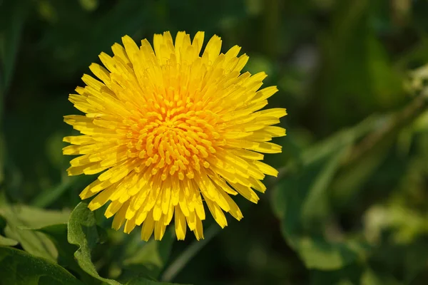 Top View Bright Yellow Blooming Dandelion Greenery Background Flower Sunny — Stock Photo, Image