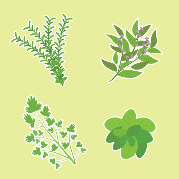 Illustration d'herbes avec basilic, persil, romarin et sauge adapté à l'ensemble d'autocollants d'herbes, et clip art — Image vectorielle