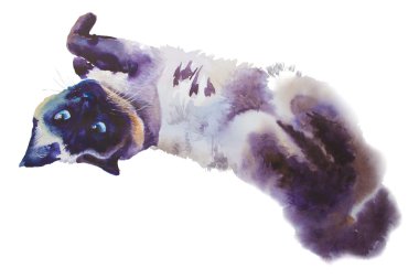 hayvan koleksiyonu: kedi. Sulu Boya resimde ev evcil hayvan