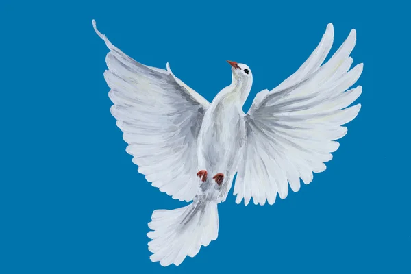 A free flying white dove — Stock Photo, Image