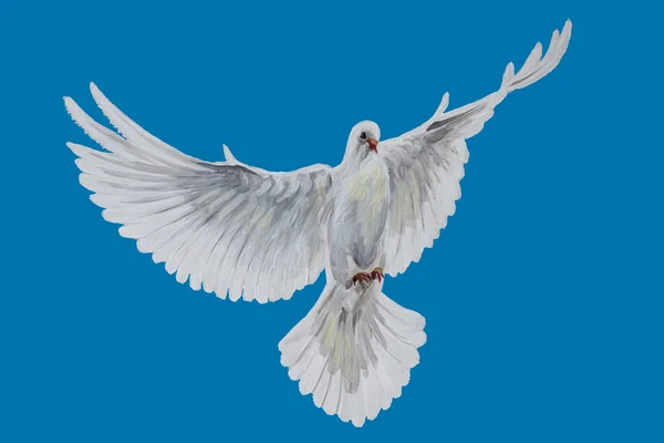 A free flying white dove — Stock Photo, Image