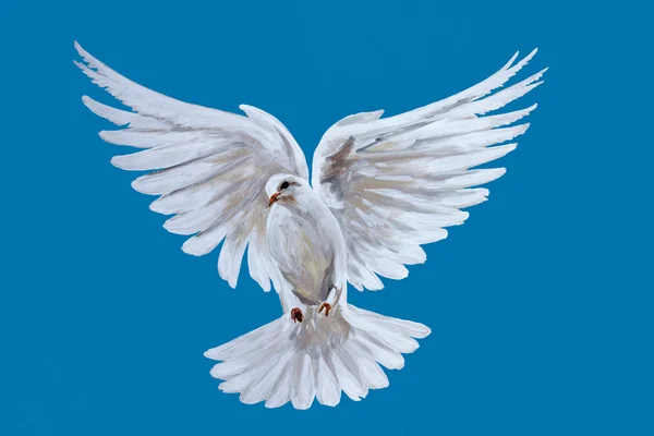 Eine frei fliegende weiße Taube — Stockfoto
