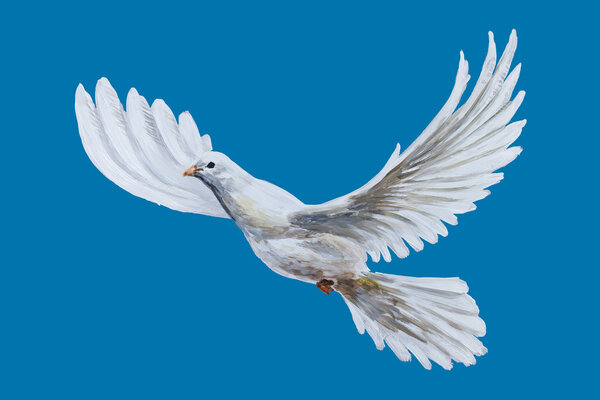 A free flying white dove 