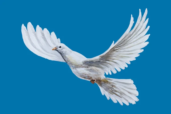 A free flying white dove — Stock Photo, Image