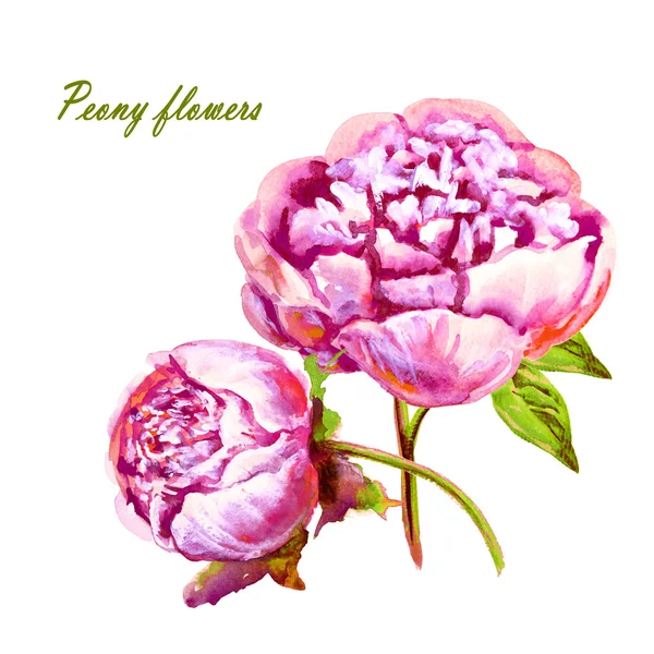 Flowers.peony.watercolor.This εικόνα μπορεί να χρησιμοποιηθεί για προσκλήσεις φυλλάδια καρτ-ποστάλ — Φωτογραφία Αρχείου