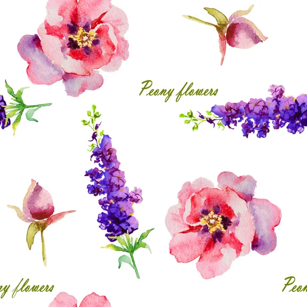 ピンク、紫牡丹水彩画、芽 — ストック写真