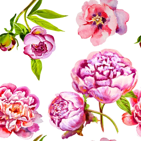 Aquarelle rose, pivoine violette, bourgeon — Photo