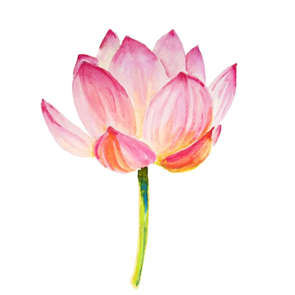Lotus που απομονώνονται σε λευκό — Φωτογραφία Αρχείου