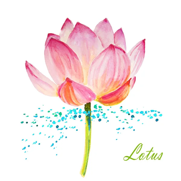 Lotus που απομονώνονται σε λευκό — Φωτογραφία Αρχείου