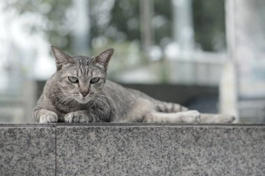 Merdivenlerde döşeme kedi