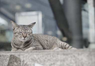 Merdivenlerde döşeme kedi