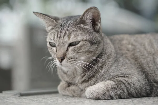 Merdivenlerde döşeme kedi