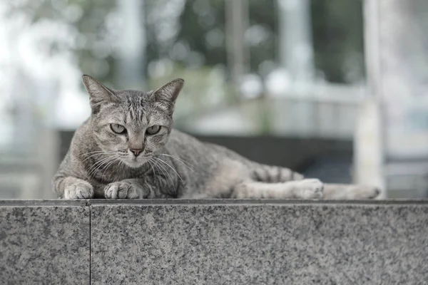 Merdivenlerde döşeme kedi