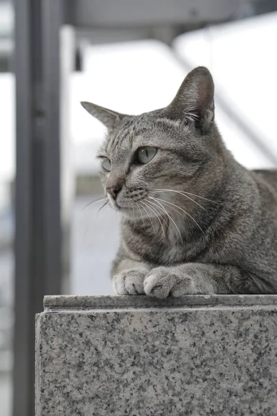 Merdivenlerde döşeme kedi