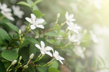 Beyaz puding çiçek mavi gökyüzü güneş ışık sabah