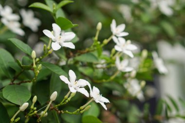 Beyaz puding çiçek mavi gökyüzü güneş ışık sabah