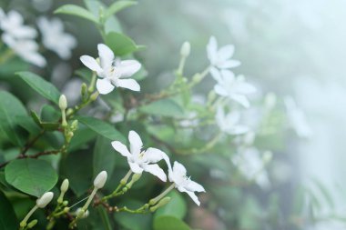 Beyaz puding çiçek mavi gökyüzü güneş ışık sabah