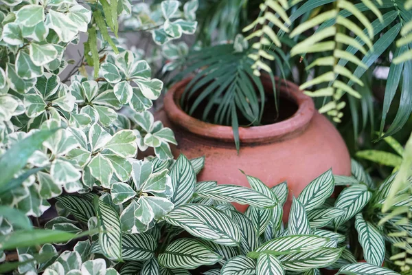 Bahçe bitkileri yaprak kil kavanoz 