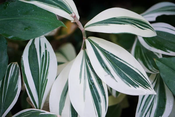 Planta de textura de patrón de hoja blanca y verde — Foto de Stock