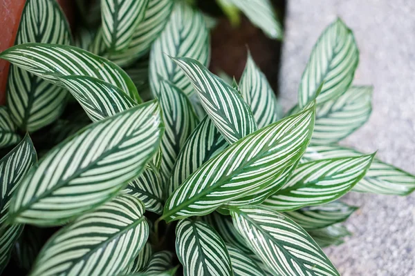 Planta de textura de patrón de hoja blanca y verde — Foto de Stock