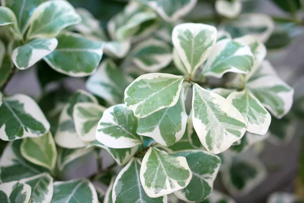 beyaz ve yeşil yaprak desen doku bitki 