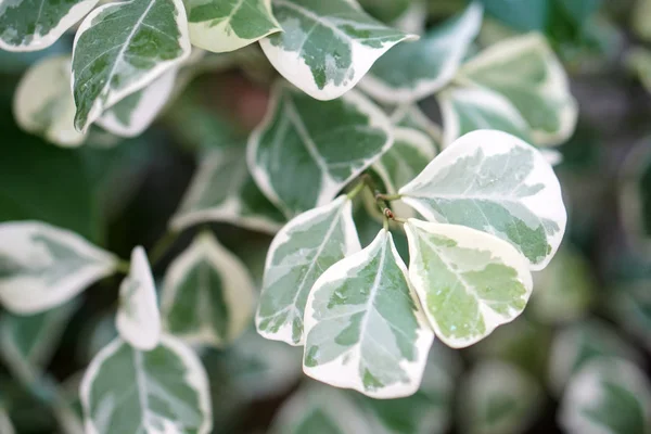 Planta de textura de patrón de hoja blanca y verde — Foto de Stock