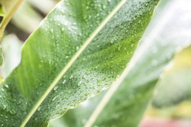 Canna bitkiler yağmur damlası büyük yeşil yaprakları