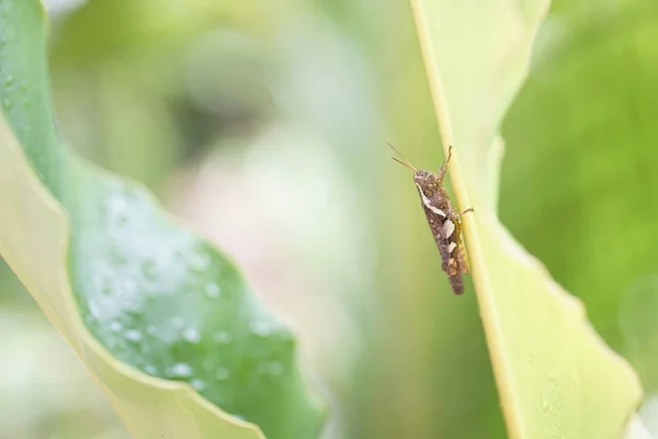 Insecto grillo en una gota de lluvia de hojas de palma — Foto de Stock