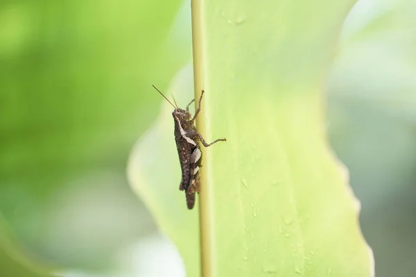 Insetto di cricket su una goccia di pioggia di foglie di palma — Foto Stock