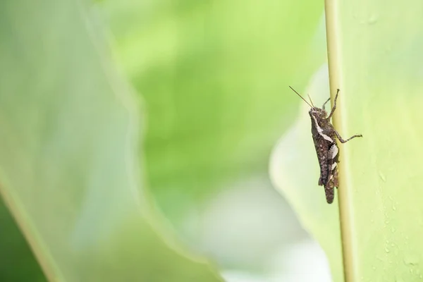 Insecto grillo en una gota de lluvia de hojas de palma — Foto de Stock