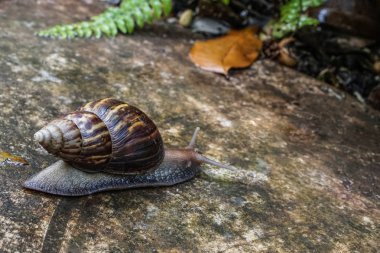 ağaca mı salyangoz zemin yağmur ıslak