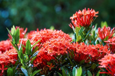 kırmızı pembe turuncu MahS spike çiçek yeşil yaprak yağmur damlası