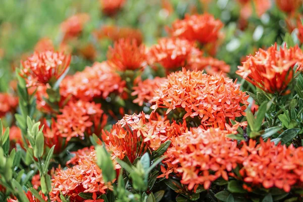 Rojo rosa naranja ixora espiga flor verde hoja gota de lluvia — Foto de Stock