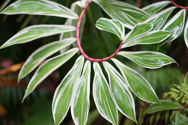Beyaz yeşil sarmal Costus speciosus variegatus bitki
