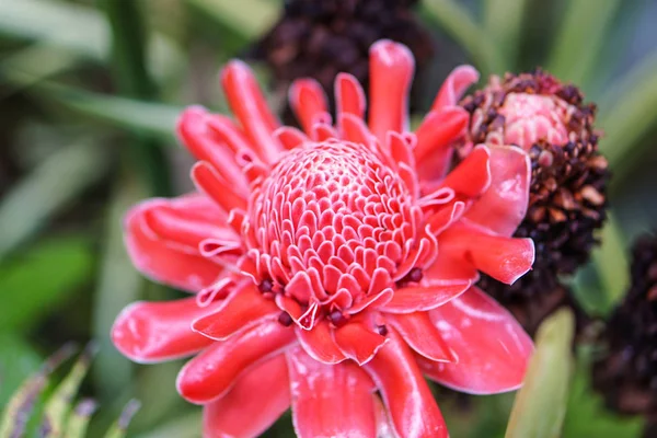 Vermelho rosa tocha gengibre planta gota de chuva — Fotografia de Stock