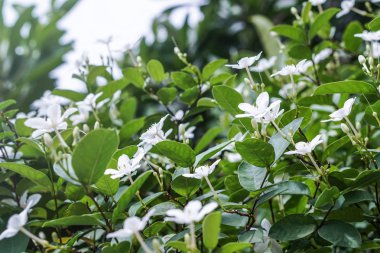 Beyaz puding çiçek mavi gökyüzü güneş ışık sabah