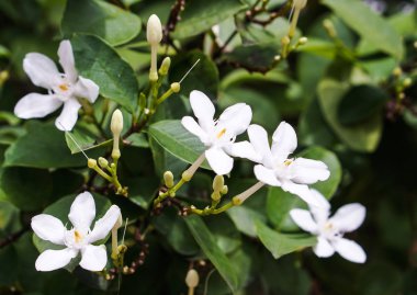 Beyaz puding çiçek mavi gökyüzü güneş ışık sabah